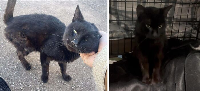80 Cat Photos Before &#038; After Their Life-Changing Adoption