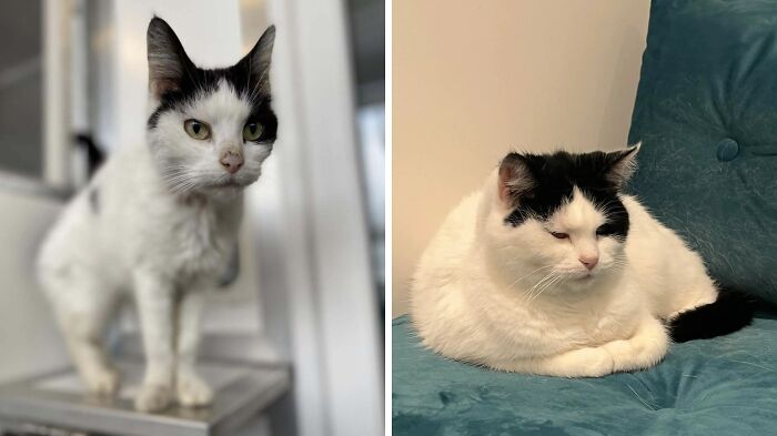 80 Cat Photos Before &#038; After Their Life-Changing Adoption