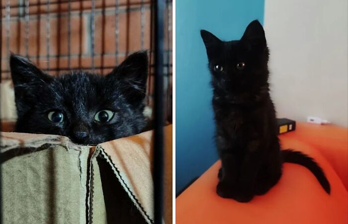 80 Cat Photos Before &#038; After Their Life-Changing Adoption