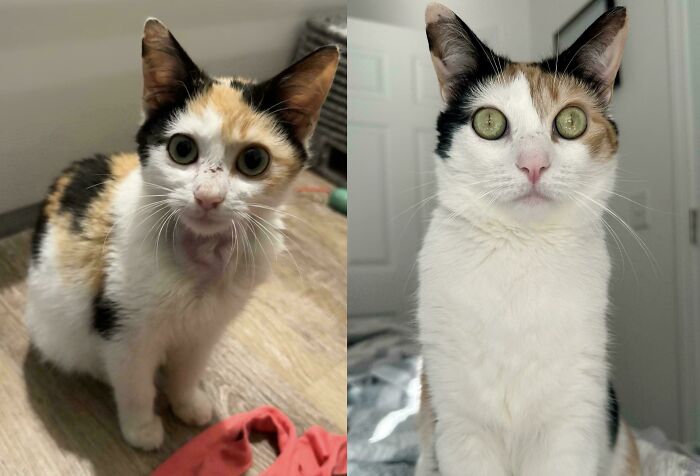 80 Cat Photos Before &#038; After Their Life-Changing Adoption