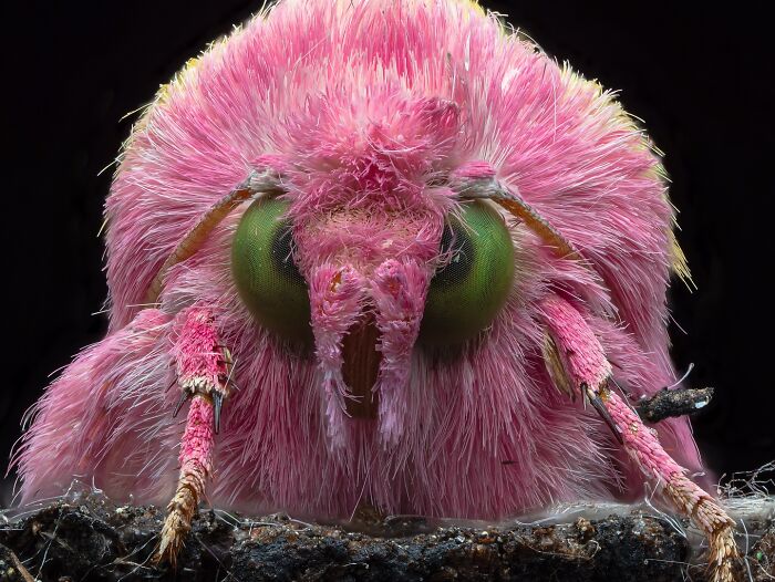 41 Jaw-Dropping Insect Photos That Show Nature’s Tiny Wonders