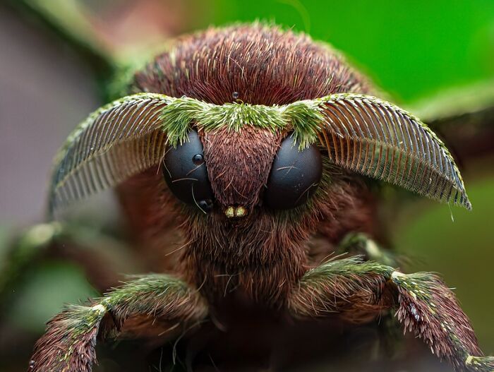 41 Jaw-Dropping Insect Photos That Show Nature’s Tiny Wonders