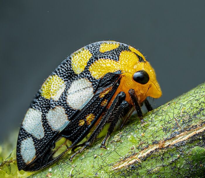 41 Jaw-Dropping Insect Photos That Show Nature’s Tiny Wonders