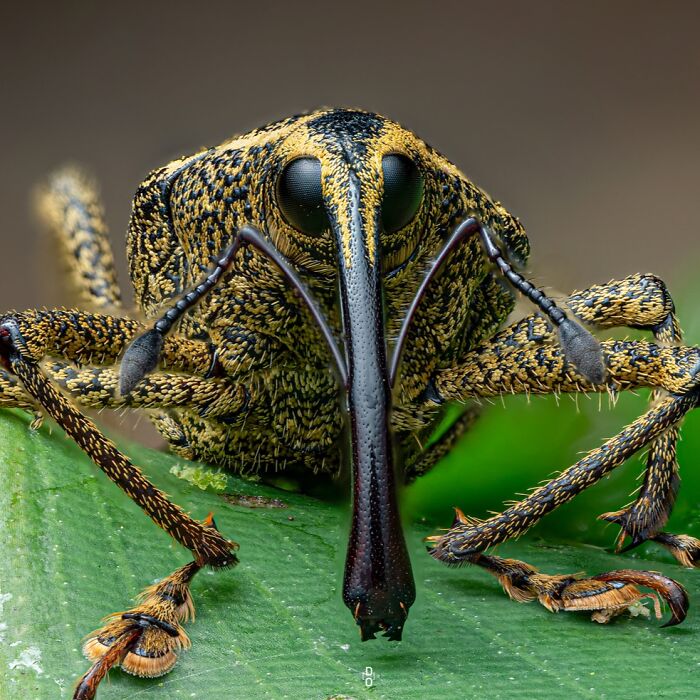 41 Jaw-Dropping Insect Photos That Show Nature’s Tiny Wonders