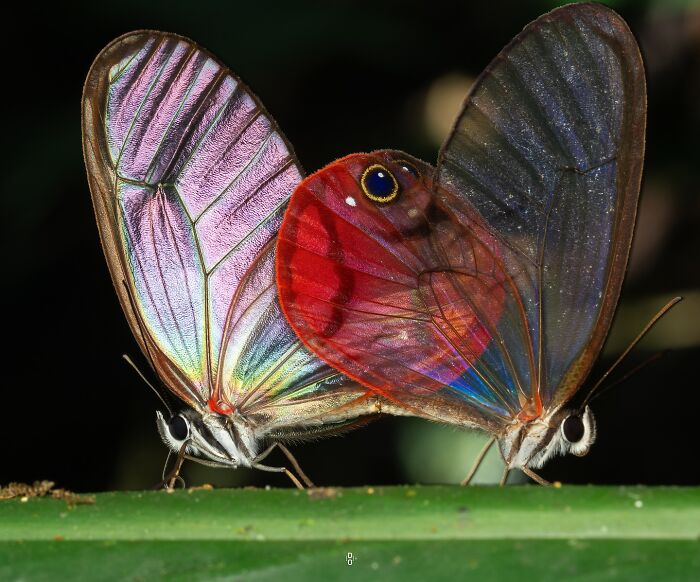 41 Jaw-Dropping Insect Photos That Show Nature’s Tiny Wonders