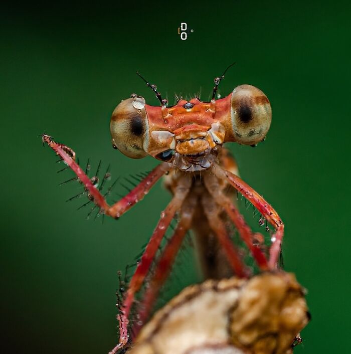 41 Jaw-Dropping Insect Photos That Show Nature’s Tiny Wonders