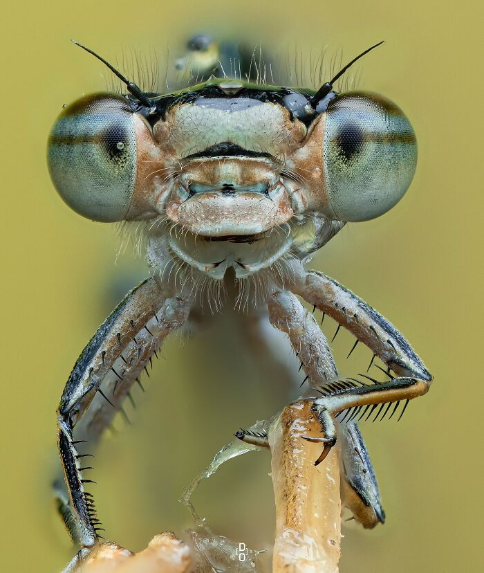 41 Jaw-Dropping Insect Photos That Show Nature’s Tiny Wonders