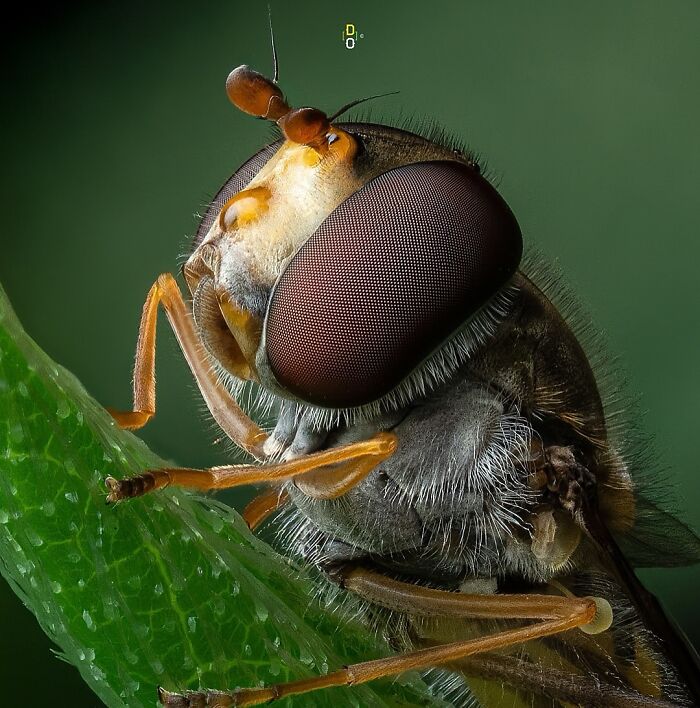 41 Jaw-Dropping Insect Photos That Show Nature’s Tiny Wonders
