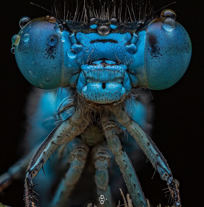 41 Jaw-Dropping Insect Photos That Show Nature’s Tiny Wonders