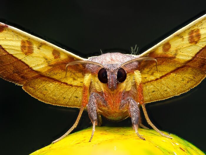 41 Jaw-Dropping Insect Photos That Show Nature’s Tiny Wonders