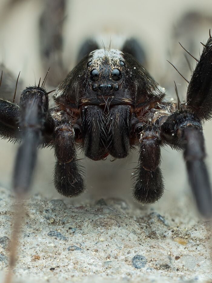 41 Jaw-Dropping Insect Photos That Show Nature’s Tiny Wonders
