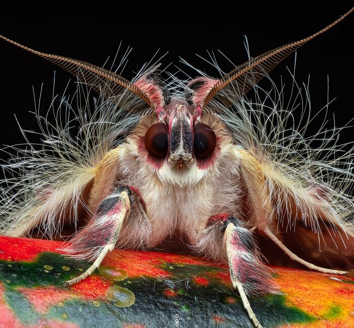 41 Jaw-Dropping Insect Photos That Show Nature’s Tiny Wonders