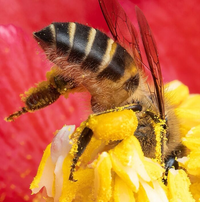41 Jaw-Dropping Insect Photos That Show Nature’s Tiny Wonders