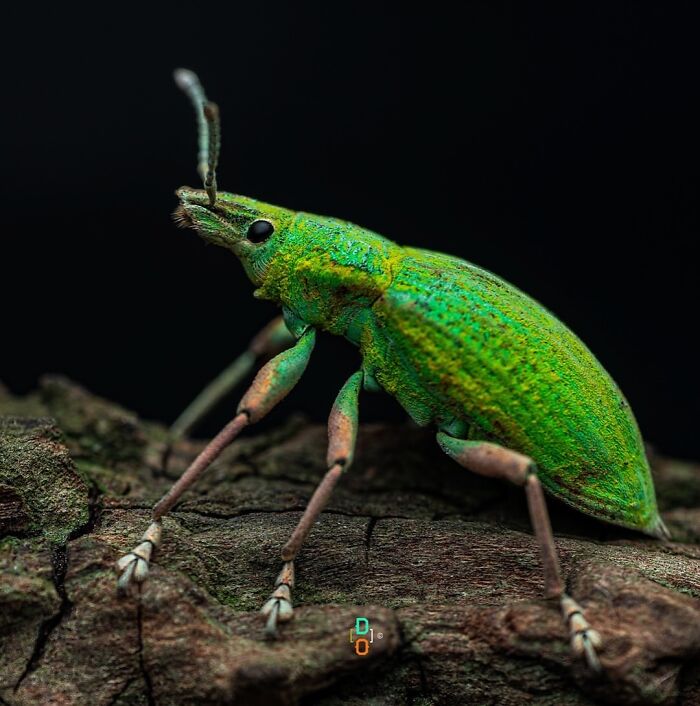 41 Jaw-Dropping Insect Photos That Show Nature’s Tiny Wonders