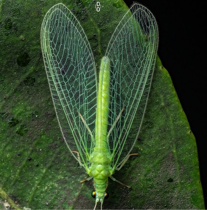 41 Jaw-Dropping Insect Photos That Show Nature’s Tiny Wonders