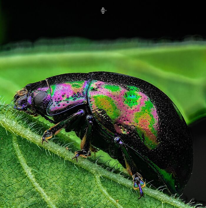 41 Jaw-Dropping Insect Photos That Show Nature’s Tiny Wonders