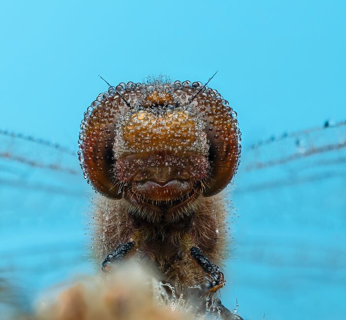 41 Jaw-Dropping Insect Photos That Show Nature’s Tiny Wonders