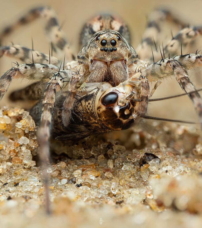 41 Jaw-Dropping Insect Photos That Show Nature’s Tiny Wonders