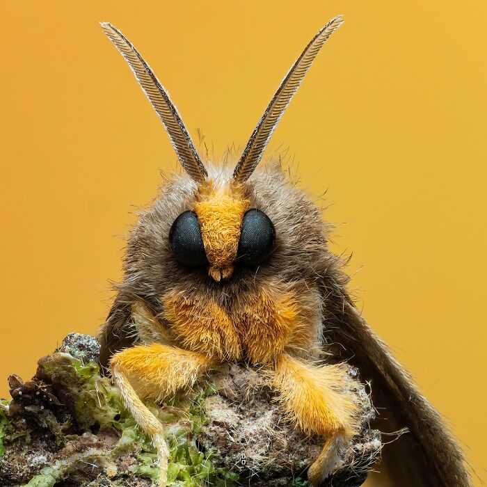 41 Jaw-Dropping Insect Photos That Show Nature’s Tiny Wonders