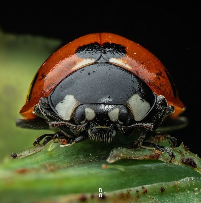41 Jaw-Dropping Insect Photos That Show Nature’s Tiny Wonders
