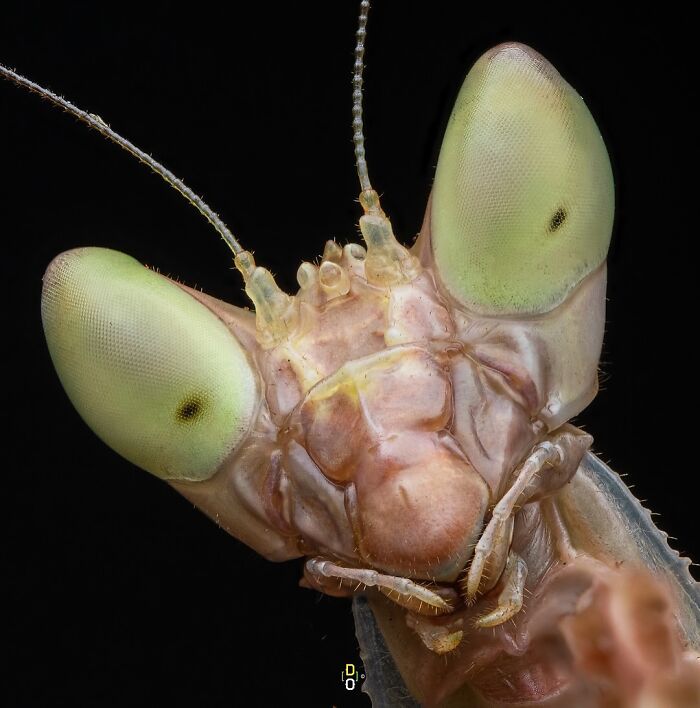 41 Jaw-Dropping Insect Photos That Show Nature’s Tiny Wonders