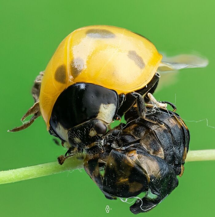 41 Jaw-Dropping Insect Photos That Show Nature’s Tiny Wonders