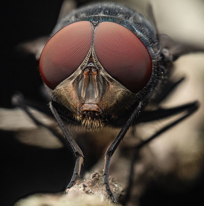 41 Jaw-Dropping Insect Photos That Show Nature’s Tiny Wonders