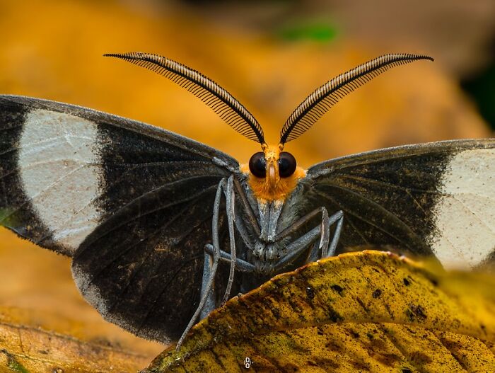 41 Jaw-Dropping Insect Photos That Show Nature’s Tiny Wonders