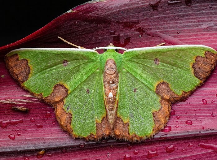 41 Jaw-Dropping Insect Photos That Show Nature’s Tiny Wonders