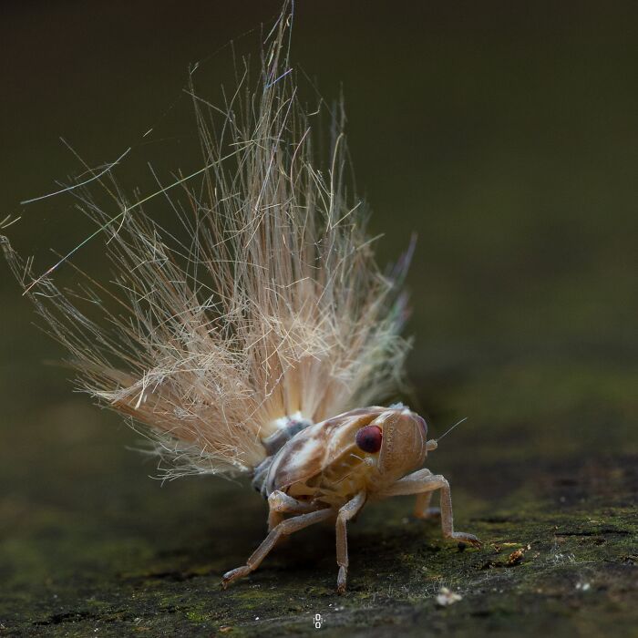 41 Jaw-Dropping Insect Photos That Show Nature’s Tiny Wonders