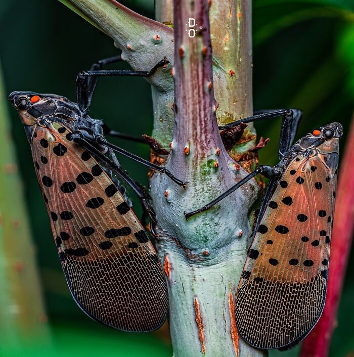 41 Jaw-Dropping Insect Photos That Show Nature’s Tiny Wonders