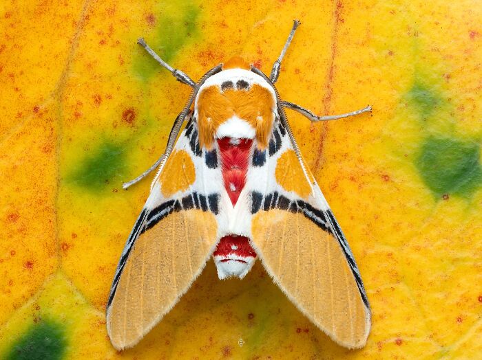 41 Jaw-Dropping Insect Photos That Show Nature’s Tiny Wonders