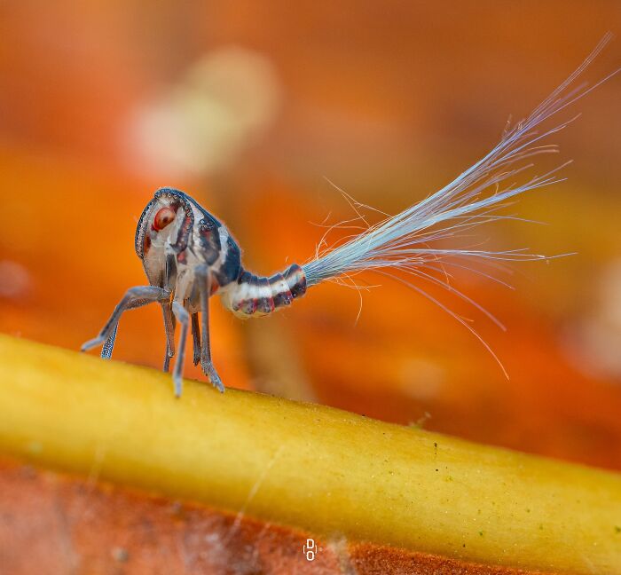 41 Jaw-Dropping Insect Photos That Show Nature’s Tiny Wonders