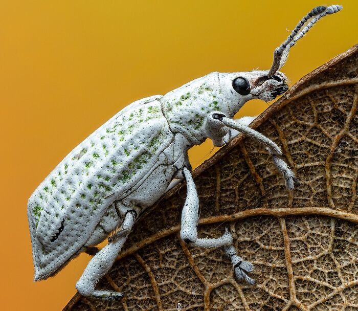 41 Jaw-Dropping Insect Photos That Show Nature’s Tiny Wonders