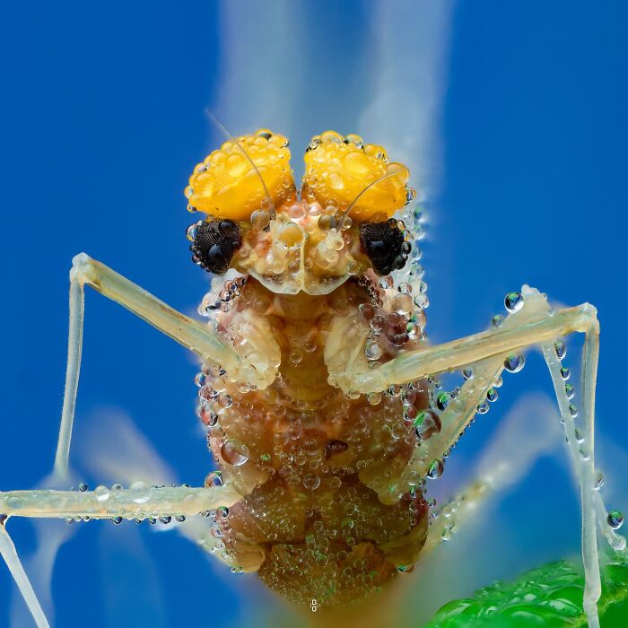 41 Jaw-Dropping Insect Photos That Show Nature’s Tiny Wonders
