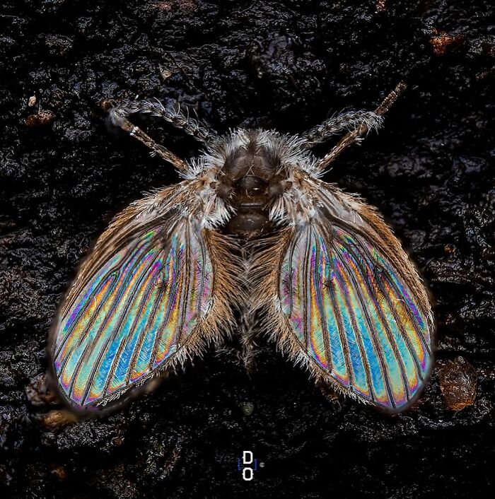 41 Jaw-Dropping Insect Photos That Show Nature’s Tiny Wonders