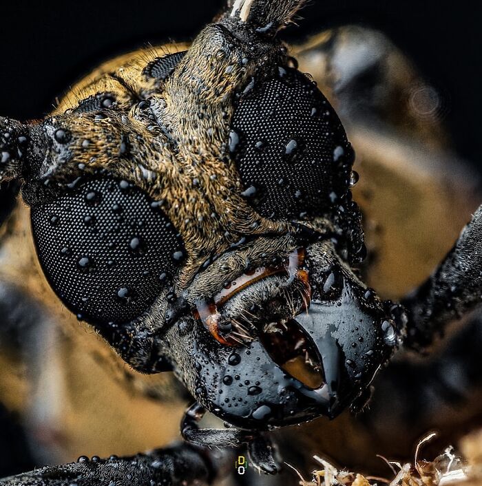 41 Jaw-Dropping Insect Photos That Show Nature’s Tiny Wonders