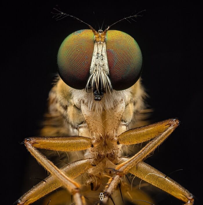 41 Jaw-Dropping Insect Photos That Show Nature’s Tiny Wonders