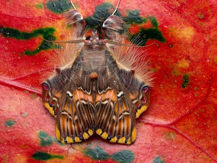 41 Jaw-Dropping Insect Photos That Show Nature’s Tiny Wonders