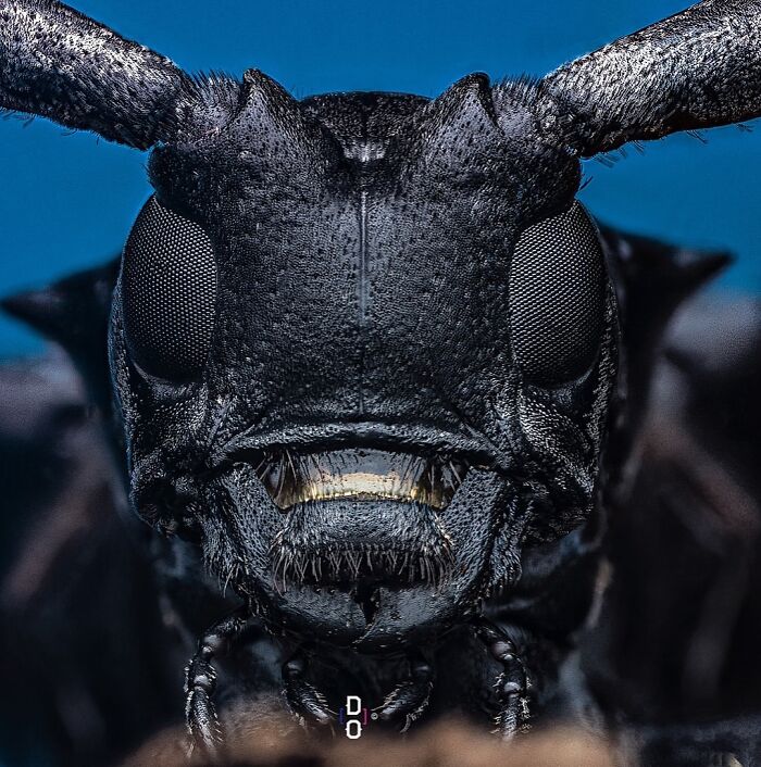 41 Jaw-Dropping Insect Photos That Show Nature’s Tiny Wonders