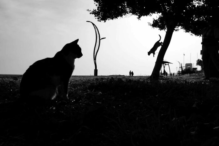 Photographer Melahat Ünel Captures 45 Candid Moments Where Timing Is Everything