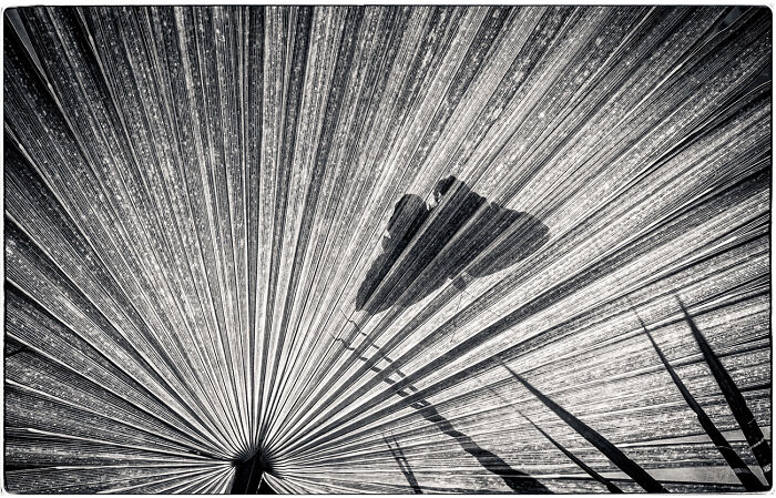 25 Powerful And Winning Shots Of The 50th AAP Magazine Contest “Shapes”