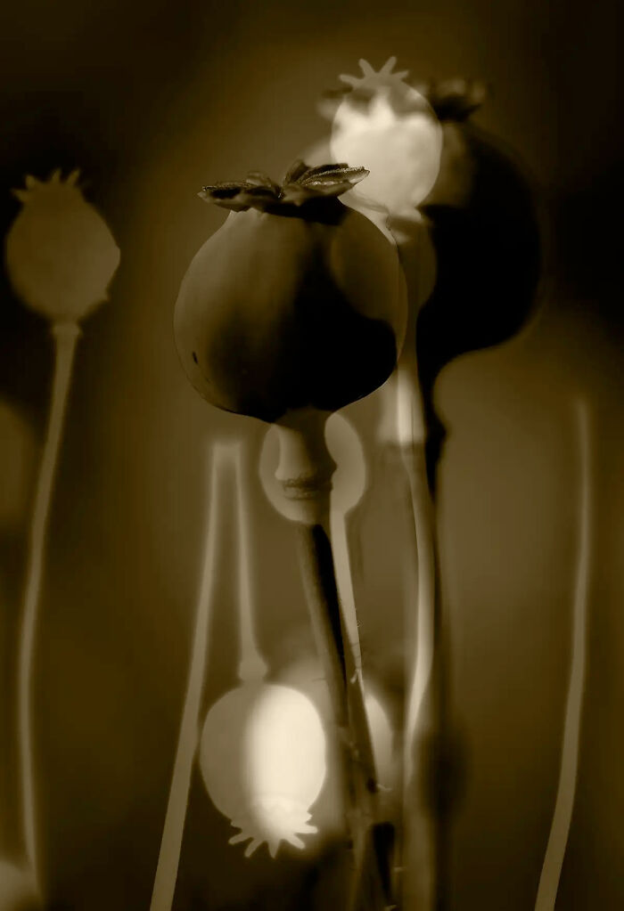 25 Powerful And Winning Shots Of The 50th AAP Magazine Contest “Shapes”