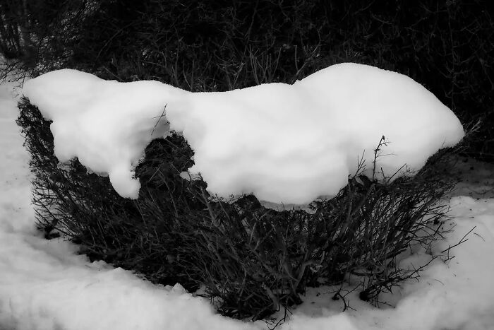 25 Powerful And Winning Shots Of The 50th AAP Magazine Contest “Shapes”