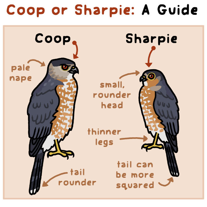 34 Witty Comics By Rosemary Mosco That Show Why Nature Is Funnier Than You Think (New Pics)