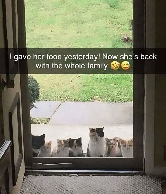 80 Memes That Blend Internet’s Most Favorite Things — Humor And Cats (New Pics)