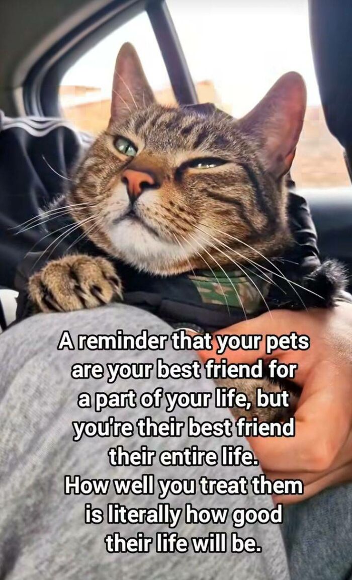 80 Memes That Blend Internet’s Most Favorite Things — Humor And Cats (New Pics)