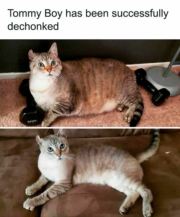 80 Memes That Blend Internet’s Most Favorite Things — Humor And Cats (New Pics)