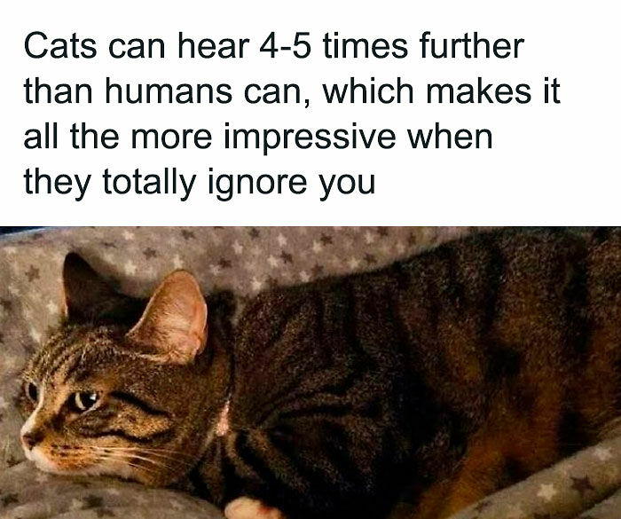 80 Memes That Blend Internet’s Most Favorite Things — Humor And Cats (New Pics)