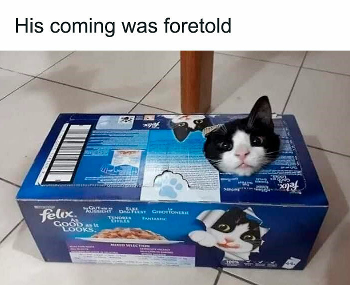 80 Memes That Blend Internet’s Most Favorite Things — Humor And Cats (New Pics)